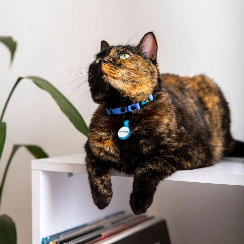 Gatos