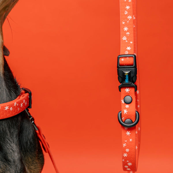 Correa Estándar (Pequeños) Navidad