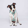 Arnés H (Pequeños) <b>Colores Glam MisionPet</b>