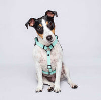 Arnés H (Pequeños) <b>Colores Glam MisionPet</b>