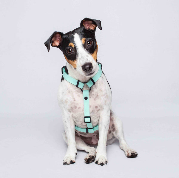 Arnés H (Pequeños) <b>Colores Glam MisionPet</b>