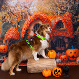 Arnés H 2.5cm Colección Halloween - Combinados
