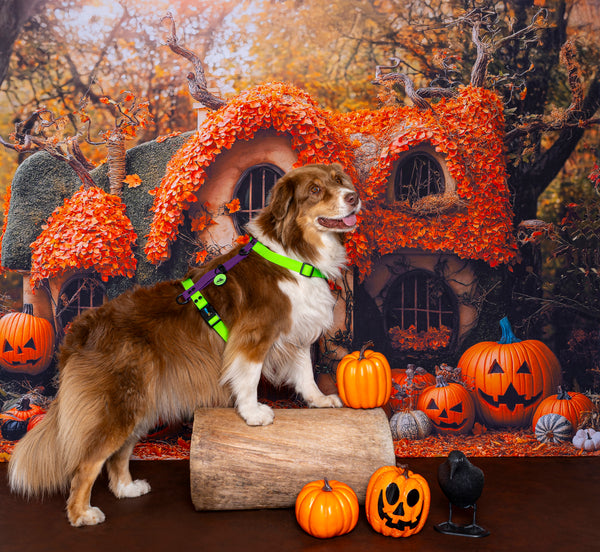 Arnés H M/L 2.5cmColección Halloween - SALE