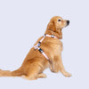 Arnés H (Medianos y Grandes) <b>Colores Glam MisionPet</b>