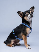 Arnés H Perros (Mini)