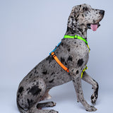 Arnes colorido en H para perros extragrande