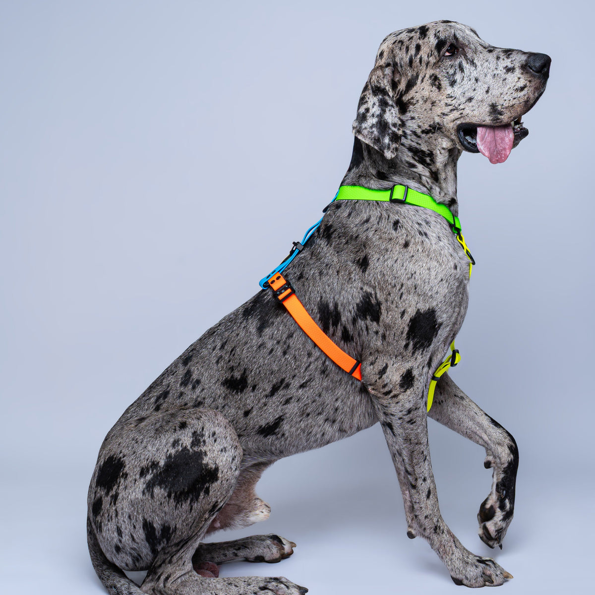 Arnes colorido en H para perros extragrande