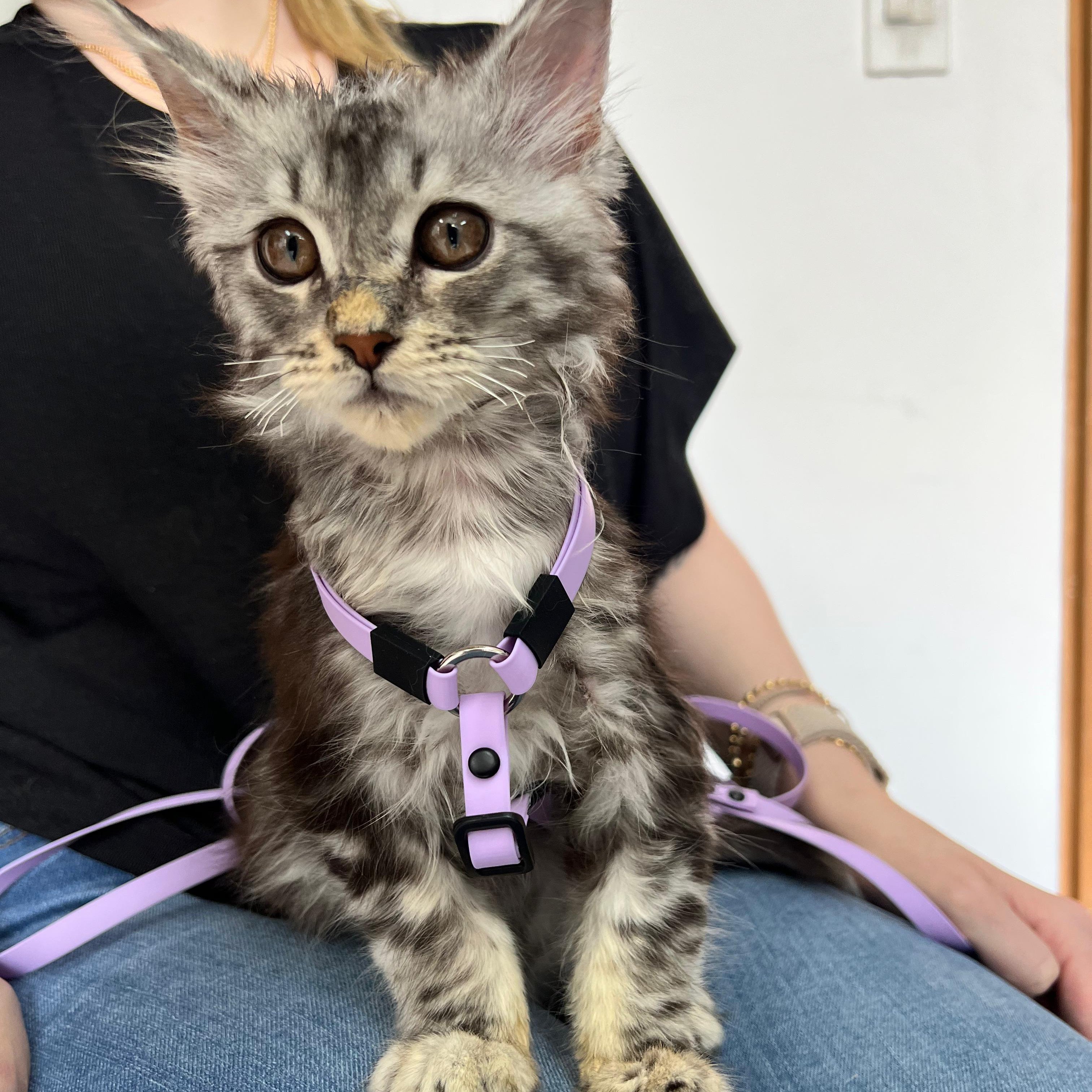 Arnes mini para gatos en H color morado