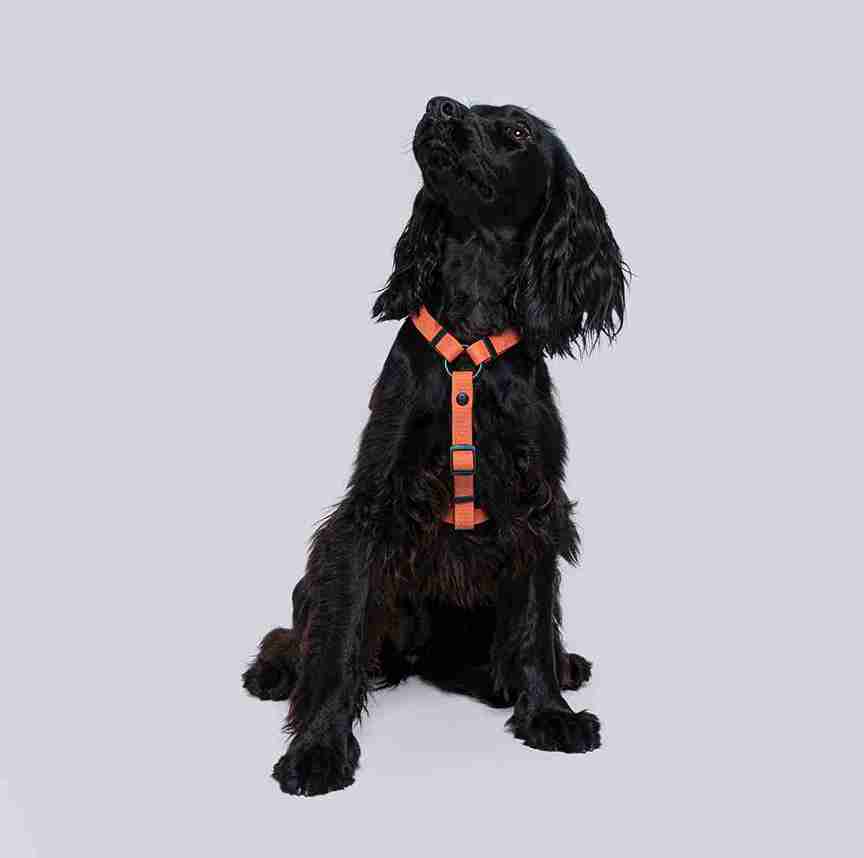 Arnes en H dorado para perros pequeños