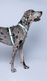Arnes en h verde menta para perros extragrande