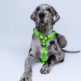 Arnes en H Verde neon para perros extragrande