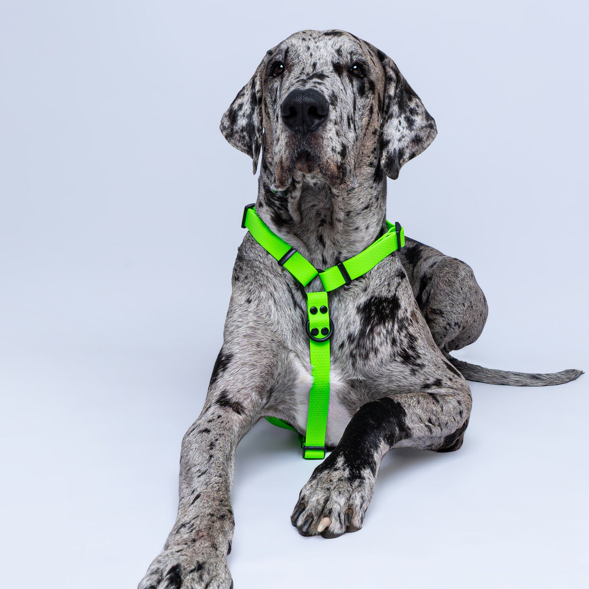 Arnes en H Verde neon para perros extragrande