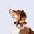 Collar (Medianos y Grandes) <b> Colores Glam MisionPet <b>