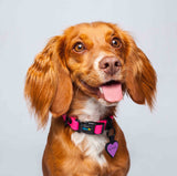 Collar ligero para perros pequeños color fucsia