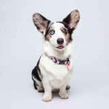 Collar color lavanda para perros pequeños