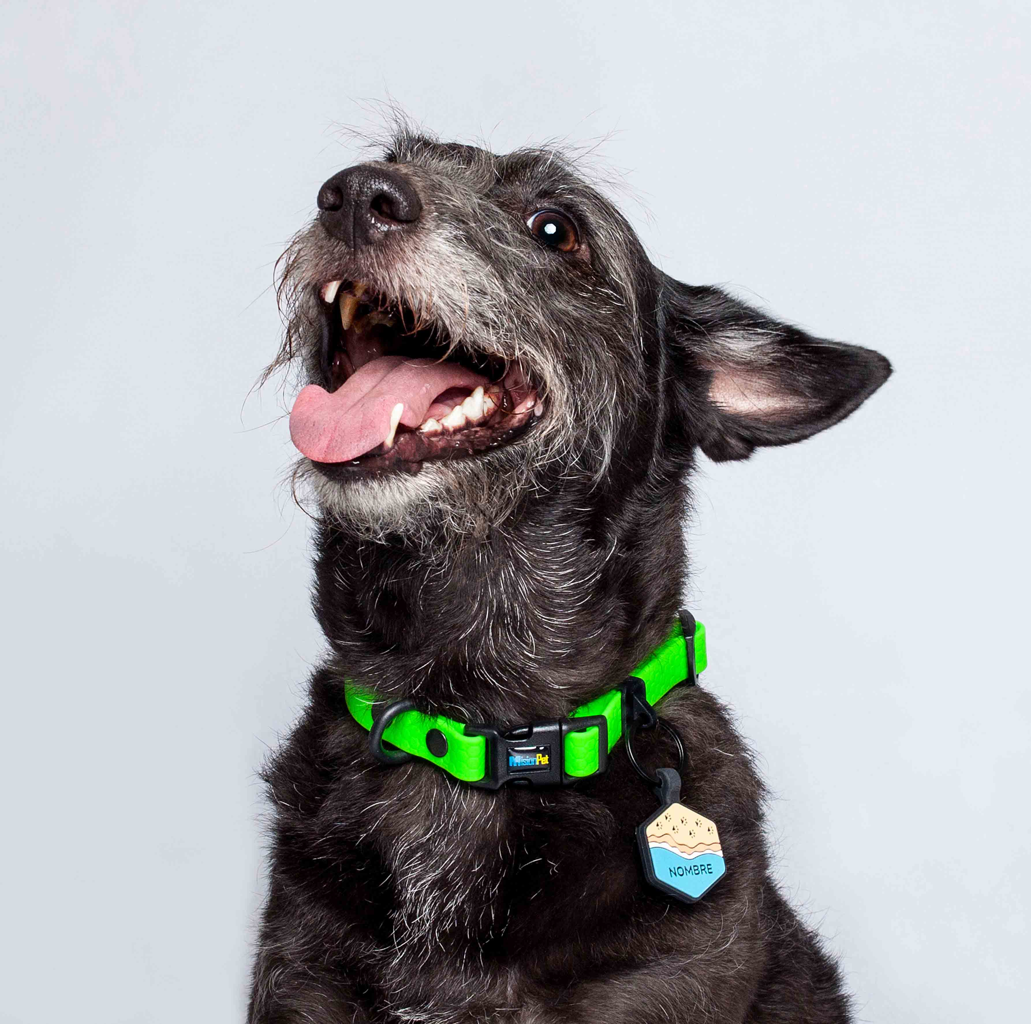 Collar ligero para perros pequeños color verde neon
