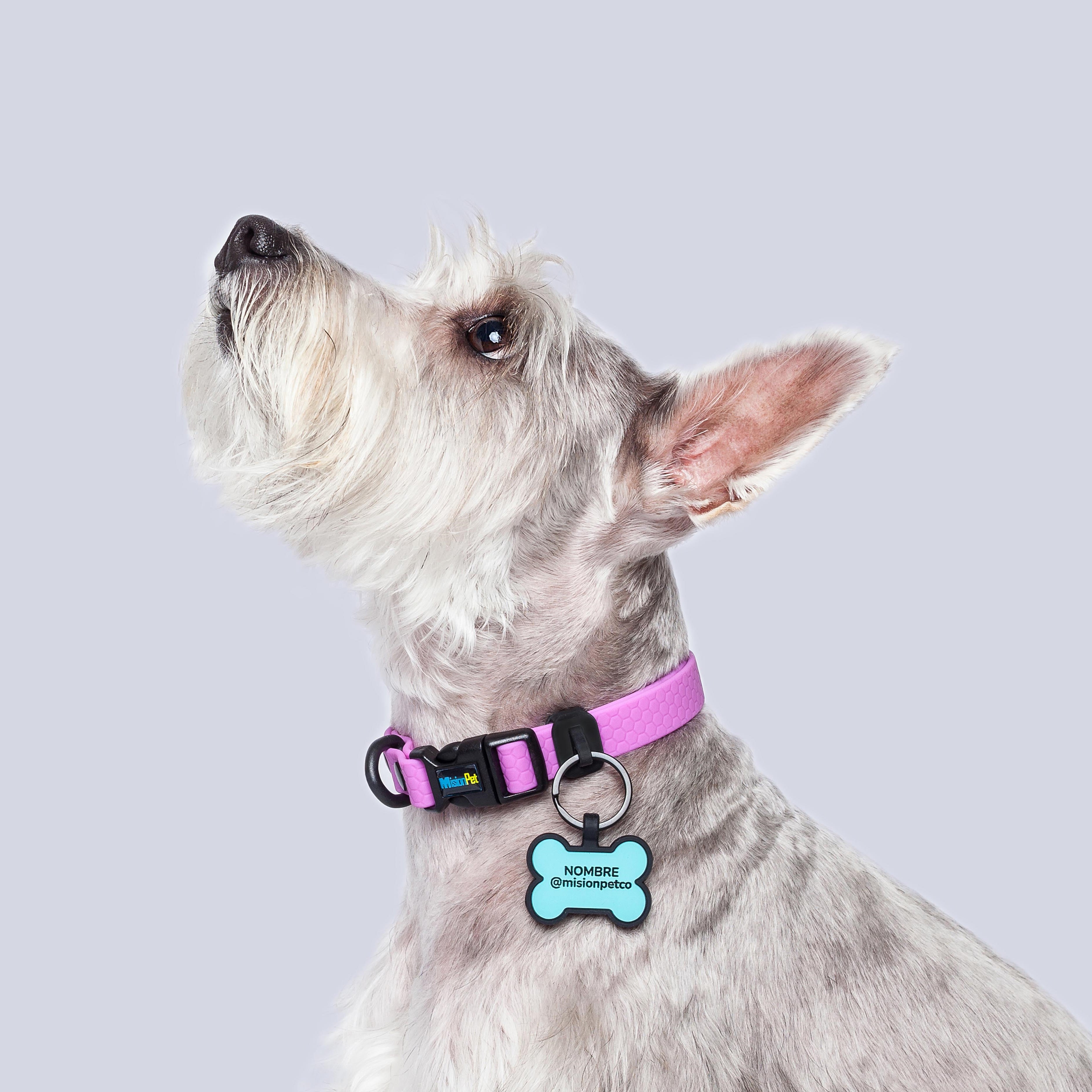 Collar ligero para perros pequeños color violeta
