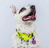 Collar martingale color amarillo neon para perros grandes y medianos