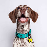 Collar martingale color turquesa para perros medianos y grandes