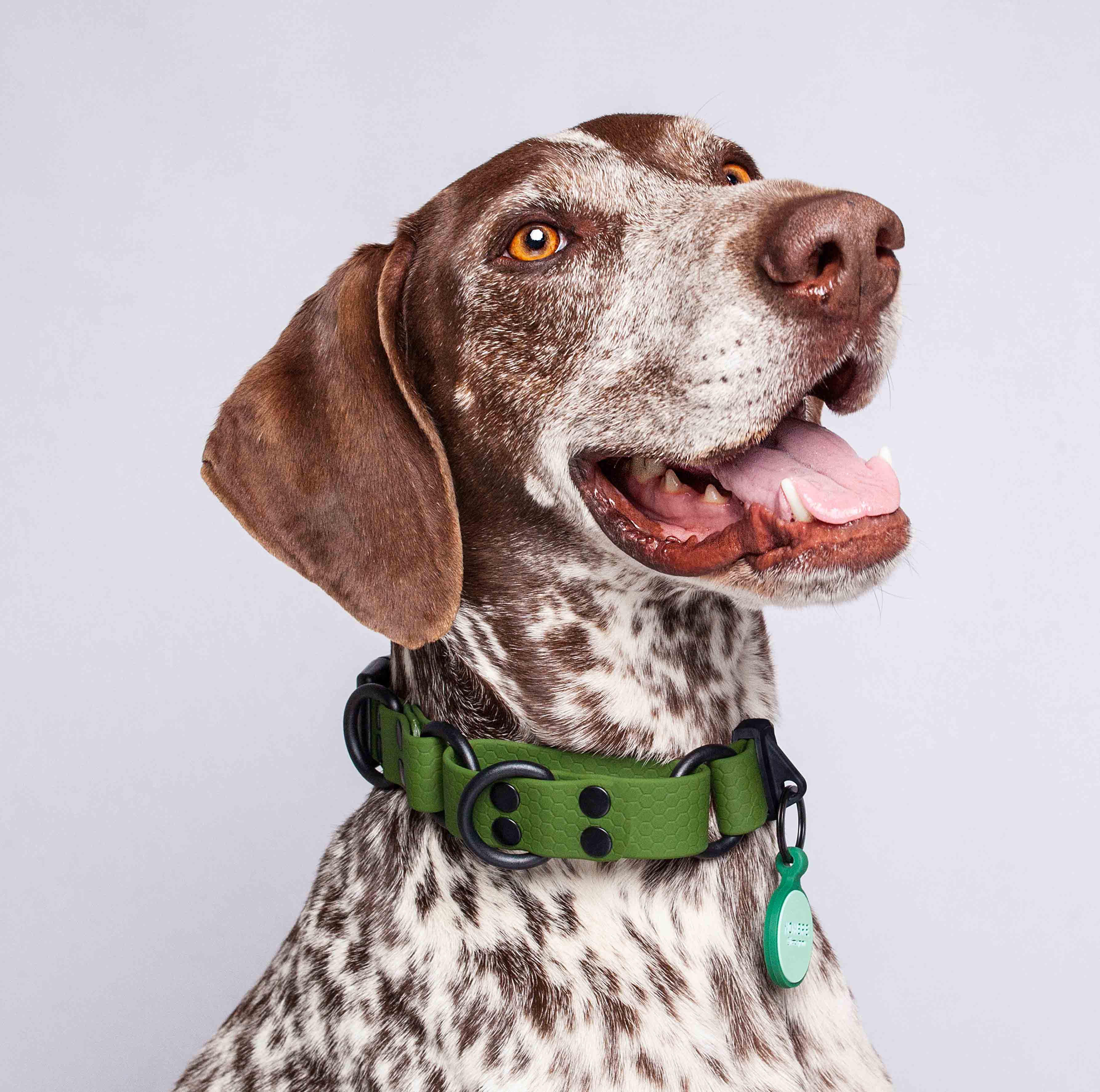 Collar martingale color verde militar para perros medianos y grandes