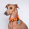 Collar martingale color naranja para perros pequeños