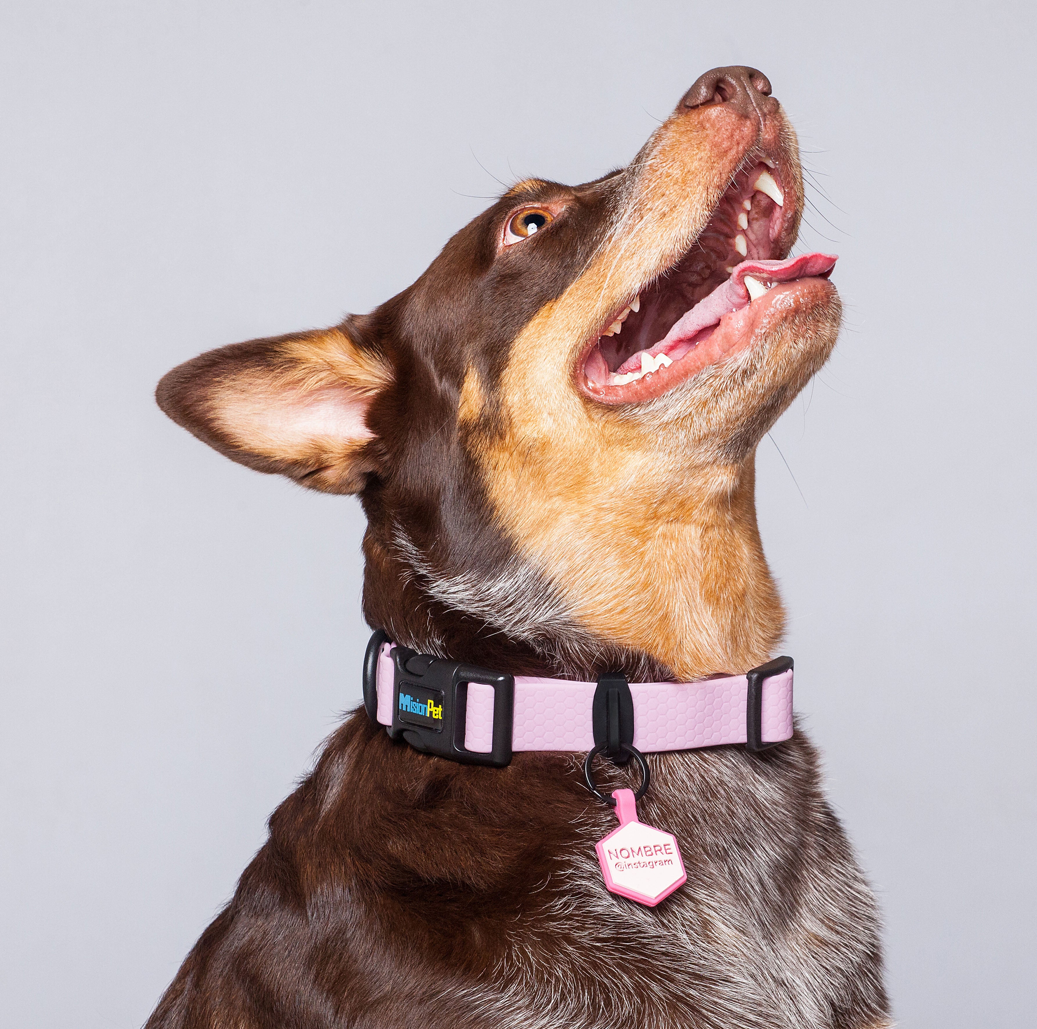 Collar color lavanda para perros medianos y grandes
