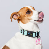 Collar color verde menta para perros medianos y grandes