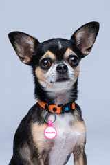 Collar Perros (Mini)