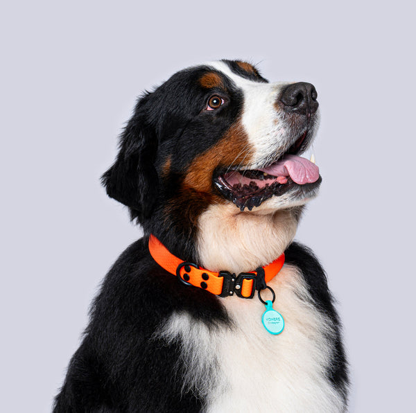 Collar XL (Perros extragrandes)