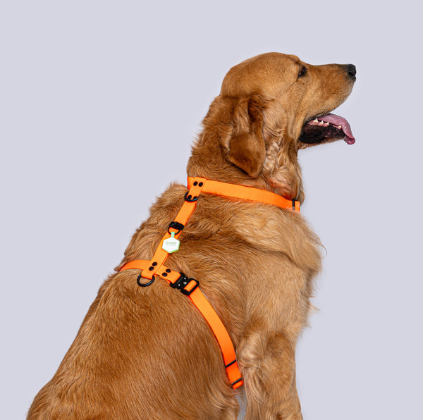 Arnés H L/XL (Perros extragrandes)