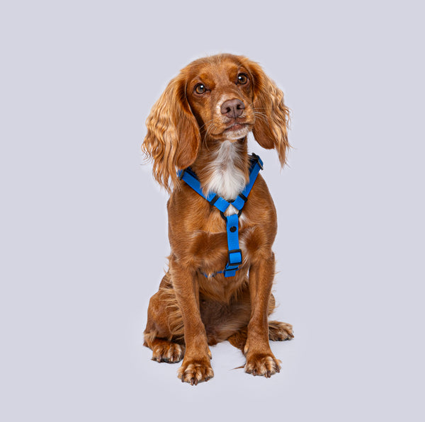 Arnés H (Pequeños)