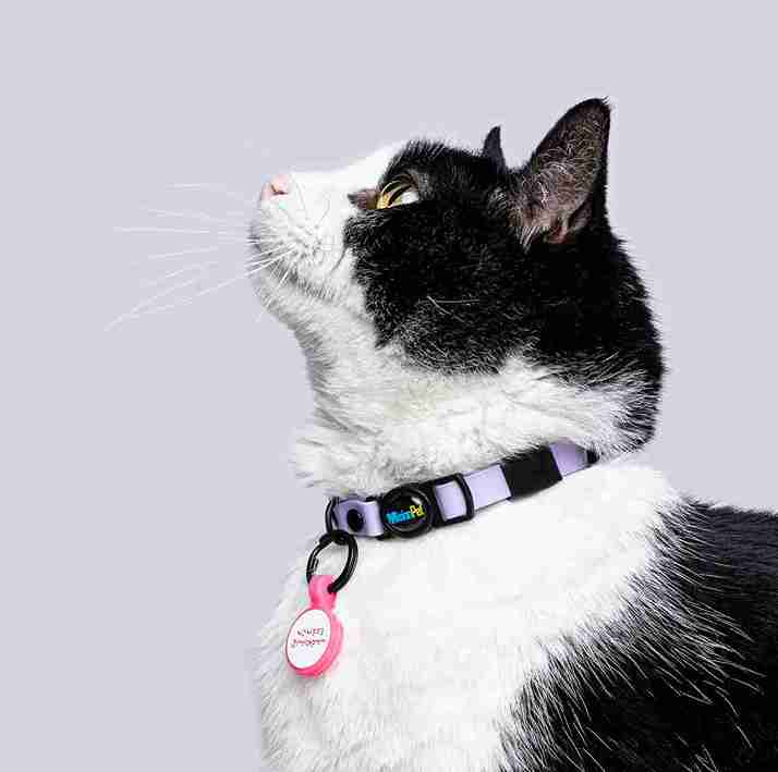 Collar Gatos (Mini)