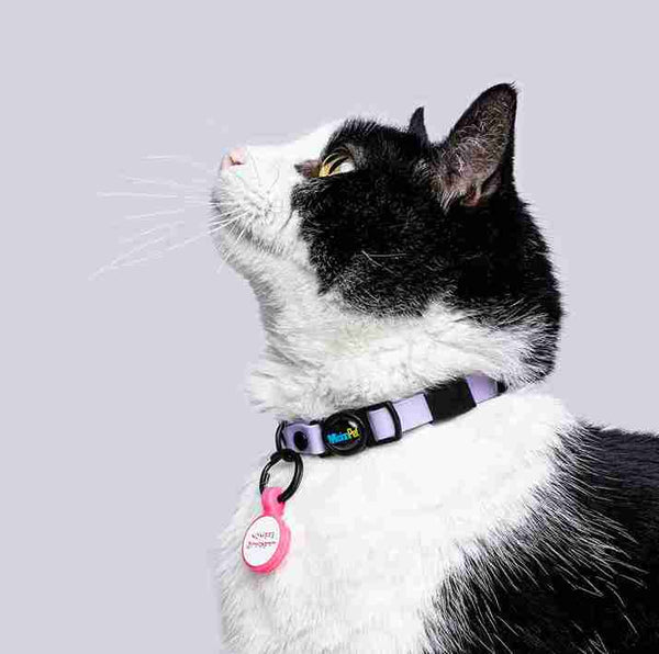 Collar Gatos