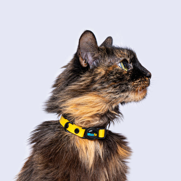 Collar Gatos