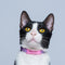 Tag de gato