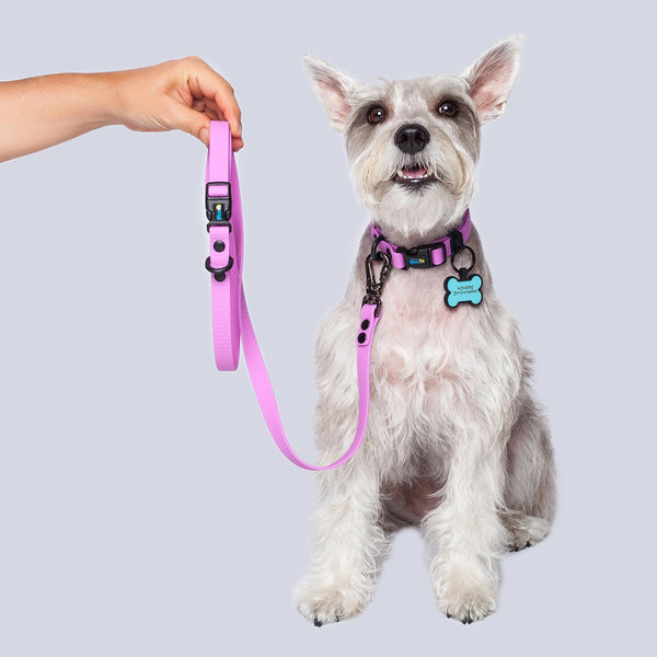 Correa Perros Pequeños (1.6cm de ancho)