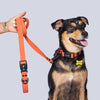 Correa Perros Medianos y Grandes (2.5 Cm de ancho)