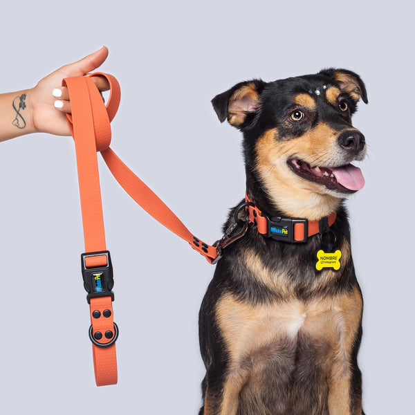 Correa Perros Medianos y Grandes (2.5 Cm de ancho)