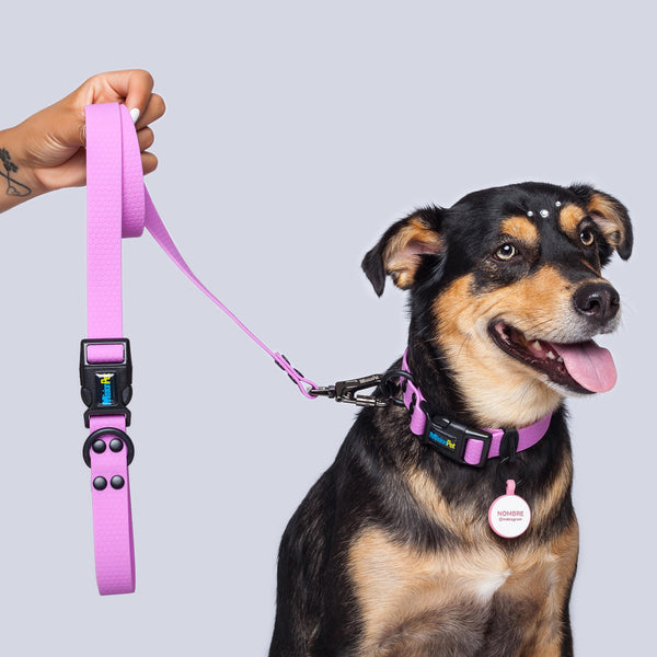 Correa Perros Medianos y Grandes (2.5 Cm de ancho)