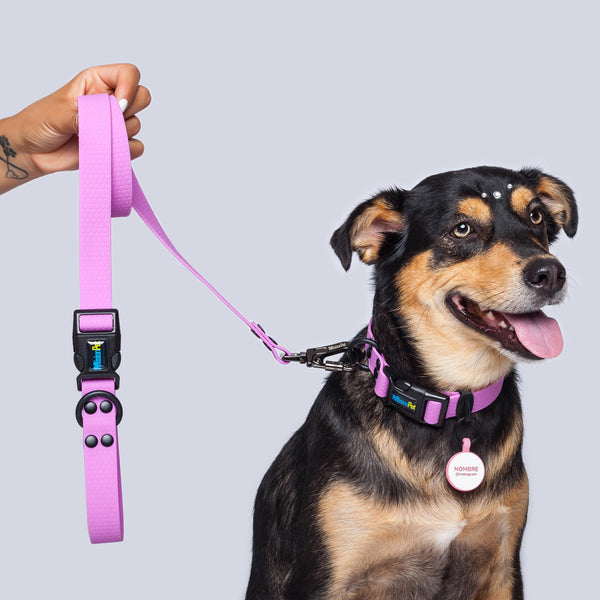 Correa Perros Medianos y Grandes (2.5 Cm de ancho)