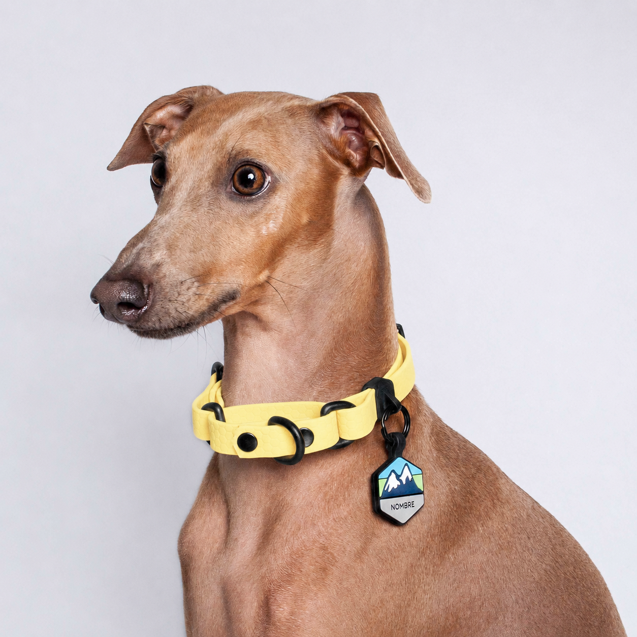 Collar Martingale (Pequeños) <b>Colores Pastel</b>