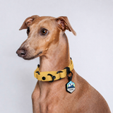 Collar Martingale (Pequeños) <b>Colores Pastel</b>