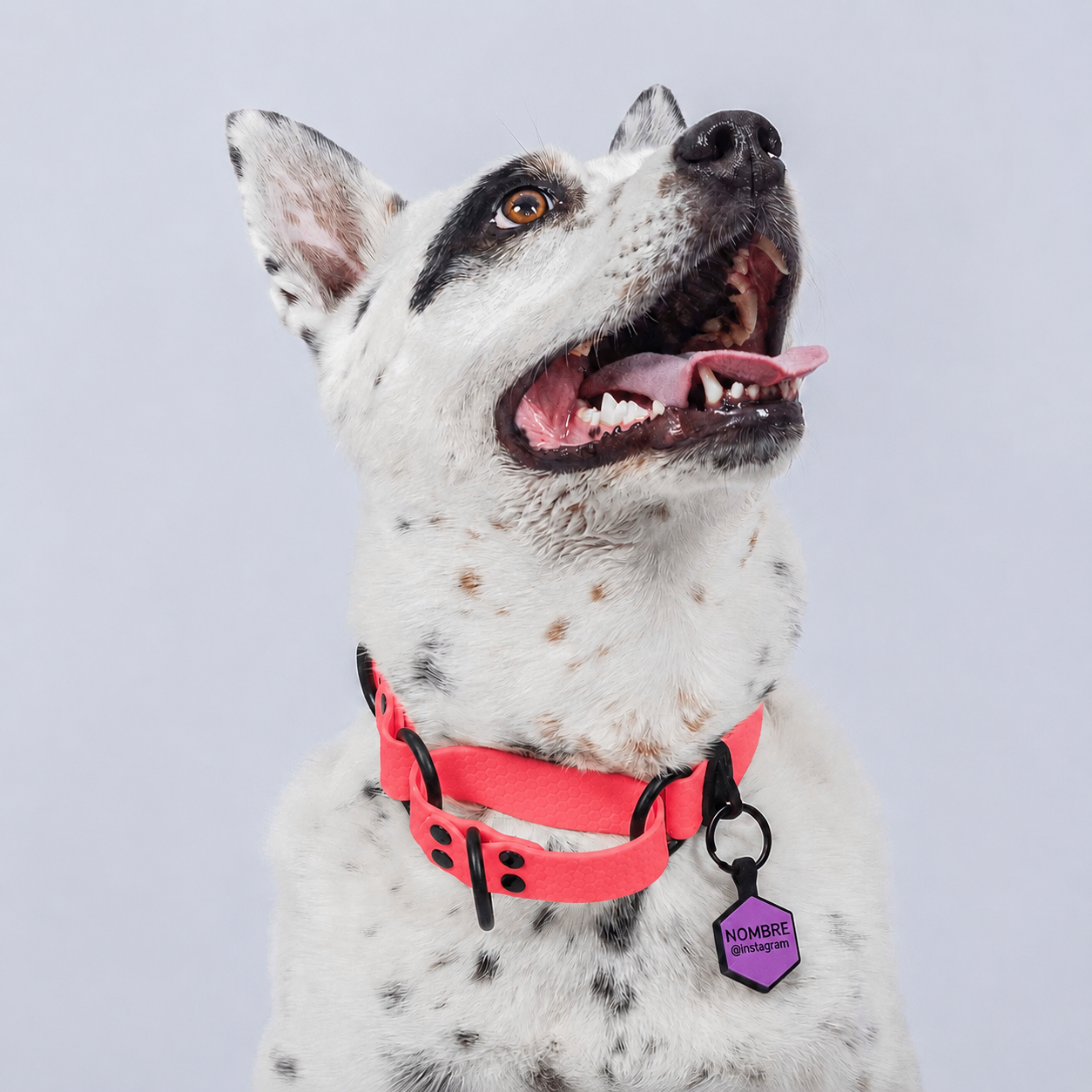 Collar Martingale (Medianos y Grandes)