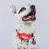 Collar Martingale (Medianos y Grandes)