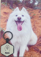 Placa de identificacion para mascotas con ilustracion personalizada en forma de hexagono