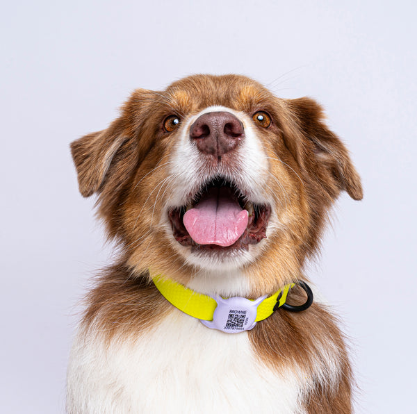 Porta AirTag Inteligente MisionPet <b>Con Tapa</b>