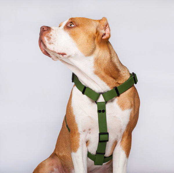 Arnés H L/XL (Perros extragrandes)