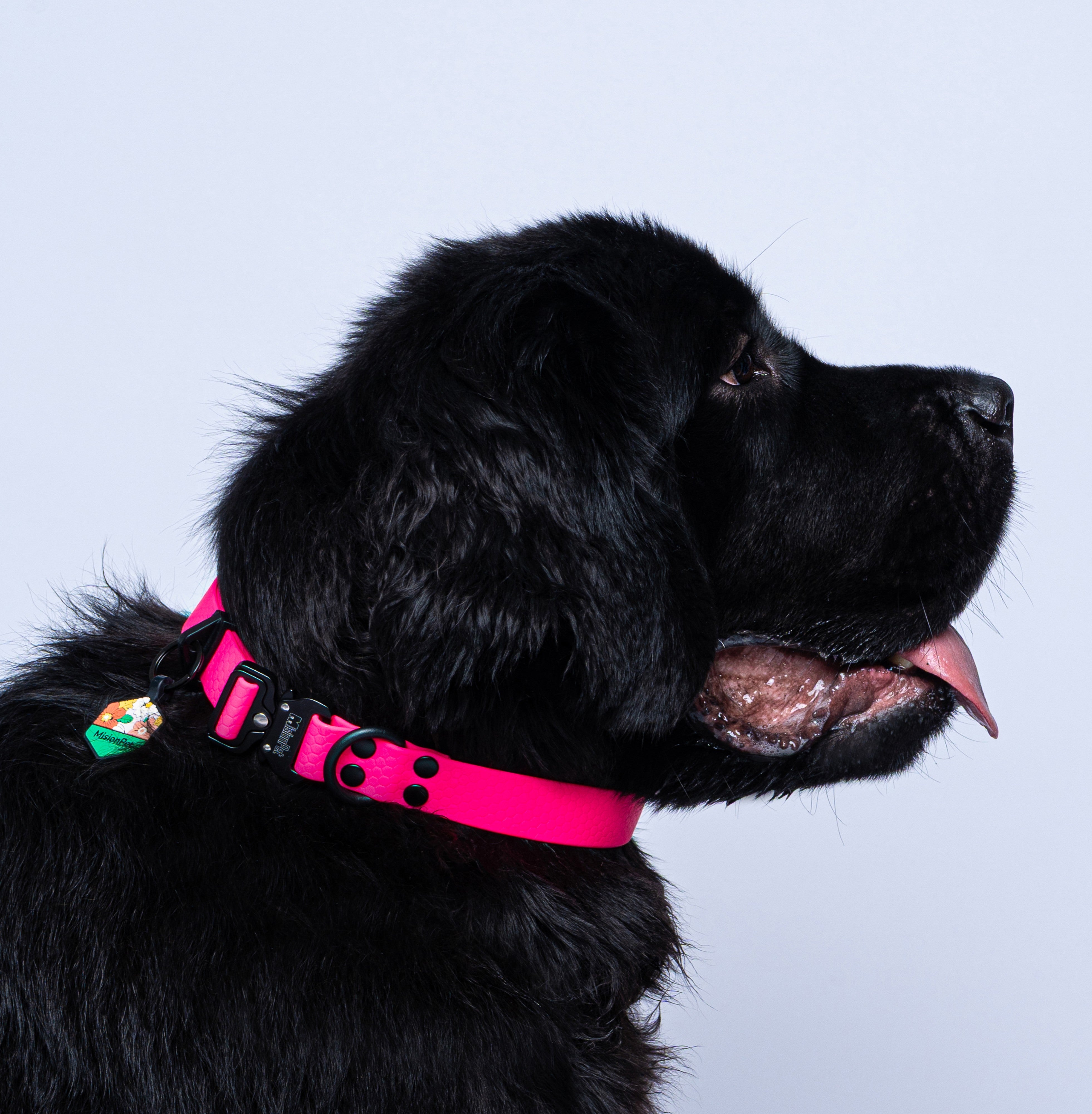 Collar (Extragrandes)