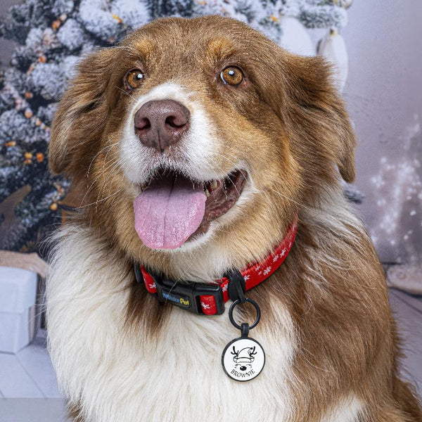 Collar XL (Perros extragrandes) (Navidad)