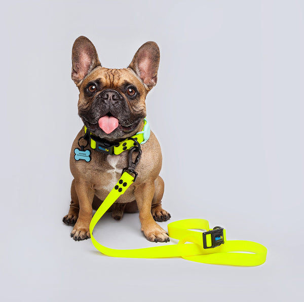 Correa Perros Medianos y Grandes (2.5 Cm de ancho)